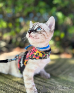 Foto №2 zu Ankündigung № 152544 zu verkaufen bengal katzenrasse - einkaufen Deutschland quotient 	ankündigung