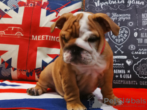 Foto №2 zu Ankündigung № 7567 zu verkaufen englische bulldogge - einkaufen Russische Föderation züchter