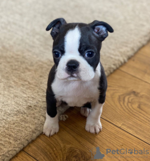 Foto №2 zu Ankündigung № 97551 zu verkaufen boston terrier - einkaufen Schweden quotient 	ankündigung