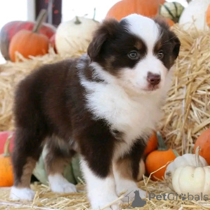 Foto №2 zu Ankündigung № 137171 zu verkaufen miniatur-amerikanischer schäferhund (aussie) - einkaufen Deutschland quotient 	ankündigung, züchter