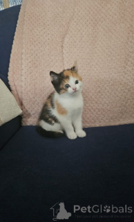 Foto №2 zu Ankündigung № 139610 zu verkaufen somali-katze - einkaufen Schweiz quotient 	ankündigung