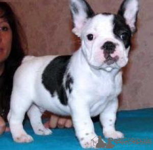 Foto №1. französische bulldogge - zum Verkauf in der Stadt CRAIVA | verhandelt | Ankündigung № 175603