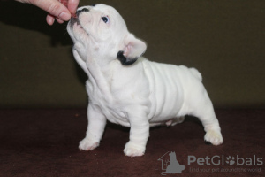 Foto №2 zu Ankündigung № 17907 zu verkaufen französische bulldogge - einkaufen Russische Föderation vom kindergarten