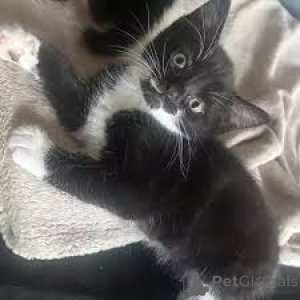 Foto №2 zu Ankündigung № 163814 zu verkaufen american shorthair - einkaufen Österreich quotient 	ankündigung, züchter