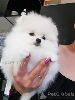 Foto №3. Mini Pomeranian Spitz. Sie können einen kleinen Hund in Batumi und Tiflis. Georgien