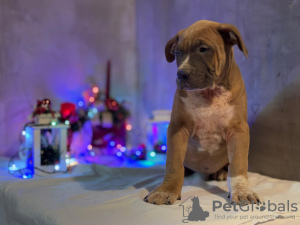 Foto №3. Amerikanischer Bully-Welpe. Serbien