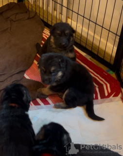 Foto №2 zu Ankündigung № 132094 zu verkaufen deutscher schäferhund - einkaufen Australien quotient 	ankündigung