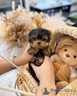 Foto №1. yorkshire terrier - zum Verkauf in der Stadt Chicago | 379€ | Ankündigung № 110528