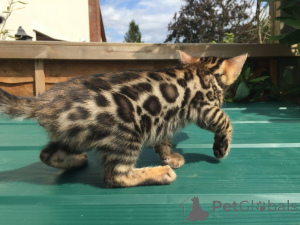 Foto №1. bengal katzenrasse - zum Verkauf in der Stadt Aschaffenburg | 450€ | Ankündigung № 162075