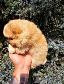 Zusätzliche Fotos: Pomeranian-Babys mit überlegener Genetik