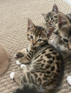 Foto №1. munchkin - zum Verkauf in der Stadt München | verhandelt | Ankündigung № 161183