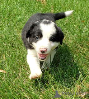 Foto №1. border collie - zum Verkauf in der Stadt Berchtesgaden | 450€ | Ankündigung № 149749