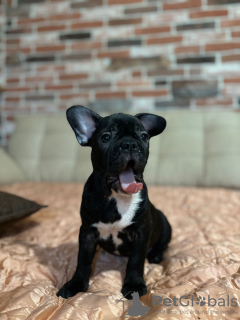 Foto №4. Ich werde verkaufen französische bulldogge in der Stadt Köln. quotient 	ankündigung - preis - 404€