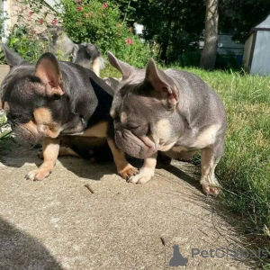 Foto №2 zu Ankündigung № 171952 zu verkaufen boston terrier - einkaufen Niederlande quotient 	ankündigung
