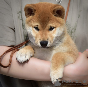 Foto №1. shiba - zum Verkauf in der Stadt Reykjavík | verhandelt | Ankündigung № 123116