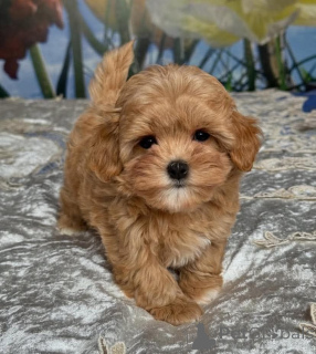 Foto №2 zu Ankündigung № 163401 zu verkaufen pudel (zwerg) - einkaufen Polen züchter