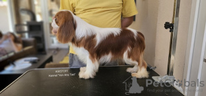 Foto №3. Cavalier King Charles Spaniel, Rüden zu verkaufen. Serbien