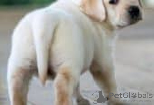 Foto №3. Labrador retriever puppies for sale. Deutschland