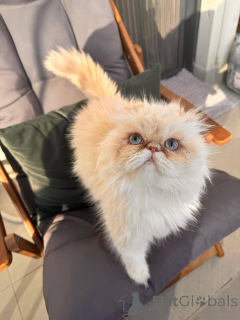 Foto №1. perserkatze - zum Verkauf in der Stadt Pécs | 350€ | Ankündigung № 167928