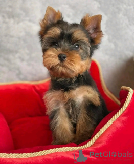 Foto №2 zu Ankündigung № 138219 zu verkaufen yorkshire terrier - einkaufen USA züchter