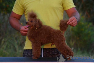 Foto №4. Ich werde verkaufen pudel (zwerg) in der Stadt Veliko Gradište. züchter - preis - verhandelt