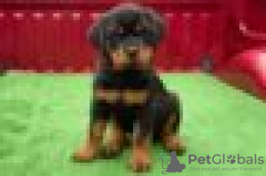 Foto №1. rottweiler - zum Verkauf in der Stadt Giessen | Frei | Ankündigung № 128426