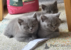 Foto №1. britisch kurzhaar - zum Verkauf in der Stadt Könnern | 388€ | Ankündigung № 170911
