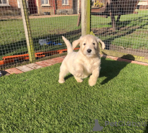 Foto №3. Wunderschöner Golden Retriever zur kostenlosen Adoption. Deutschland