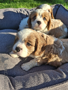 Foto №2 zu Ankündigung № 176033 zu verkaufen amerikanischer cocker spaniel, english cocker spaniel, english springer spaniel, welsh springer spaniel, irish water spaniel, perro de agua español, mastín español, cavalier king charles spaniel, cavalier king charles spaniel, clumber spaniel, russian spaniel, tibet-spaniel - einkaufen Lettland quotient 	ankündigung, vom kindergarten, züchter