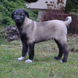 Foto №2 zu Ankündigung № 143149 zu verkaufen mischlingshund - einkaufen Australien züchter