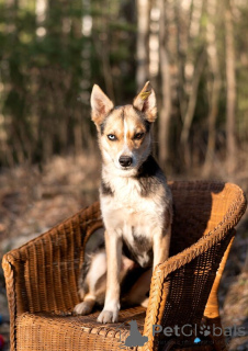 Foto №3. Mini-Shisks mit Augen aus verschiedenen Welten, das sucht ein Haus!. Russische Föderation