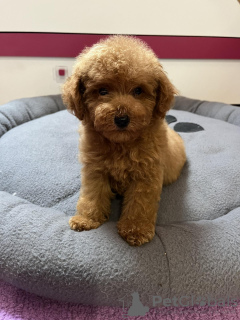 Foto №2 zu Ankündigung № 120646 zu verkaufen pudel (toy) - einkaufen Serbien quotient 	ankündigung