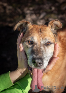 Foto №2 zu Ankündigung № 119035 zu verkaufen mischlingshund - einkaufen Russische Föderation aus dem tierheim