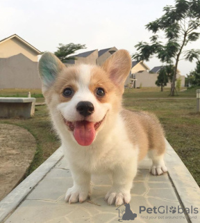 Foto №2 zu Ankündigung № 127284 zu verkaufen welsh corgi - einkaufen Deutschland 