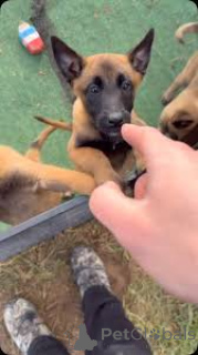 Foto №2 zu Ankündigung № 164315 zu verkaufen belgischer schäferhund - einkaufen Frankreich quotient 	ankündigung, züchter