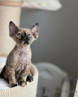 Foto №1. devon rex - zum Verkauf in der Stadt München | verhandelt | Ankündigung № 144519