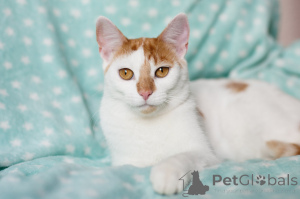 Foto №3. Frohe Lence. Weißrussland