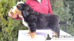Foto №1. berner sennenhund - zum Verkauf in der Stadt Валево | 600€ | Ankündigung № 96148