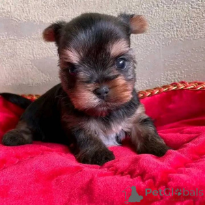 Foto №2 zu Ankündigung № 138789 zu verkaufen  - einkaufen USA 