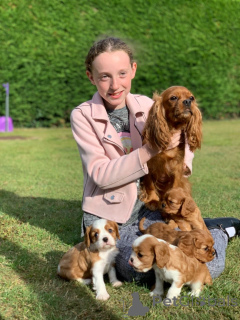 Foto №2 zu Ankündigung № 178532 zu verkaufen cavalier king charles spaniel - einkaufen Österreich quotient 	ankündigung, züchter