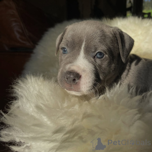 Foto №3. Champion Bloodline Staffy Puppies Blue & Brindle Staffordshire Bullterrier. Tschechische Republik