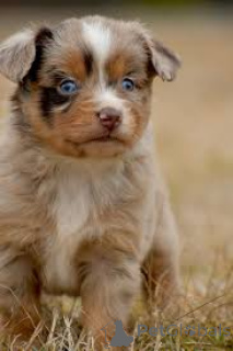 Foto №2 zu Ankündigung № 165240 zu verkaufen australian shepherd - einkaufen Belgien quotient 	ankündigung, züchter