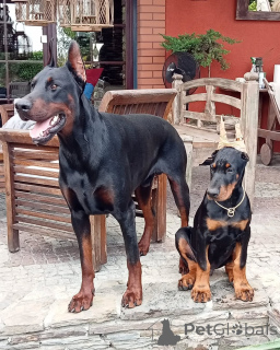 Foto №2 zu Ankündigung № 149008 zu verkaufen dobermann - einkaufen Deutschland quotient 	ankündigung