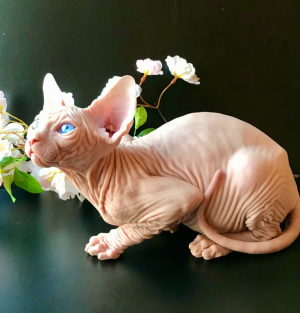 Foto №2 zu Ankündigung № 5081 zu verkaufen sphynx cat - einkaufen Ukraine vom kindergarten, züchter