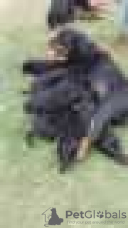 Foto №2 zu Ankündigung № 128433 zu verkaufen rottweiler - einkaufen Deutschland züchter