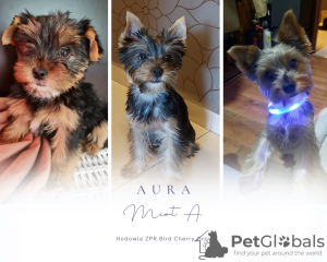 Foto №3. Marta Holch. Polen