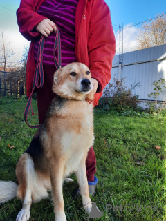 Foto №1. mischlingshund - zum Verkauf in der Stadt St. Petersburg | Frei | Ankündigung № 59928