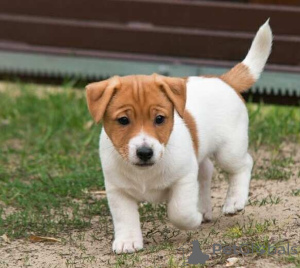Foto №1. jack russell terrier - zum Verkauf in der Stadt Palma | verhandelt | Ankündigung № 169892