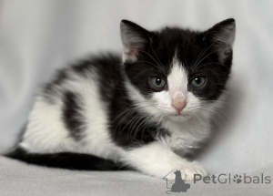 Foto №3. Kätzchen suchen ein Haus.. Russische Föderation