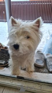 Foto №3. Adoptieren Sie heute eine Westie. USA
